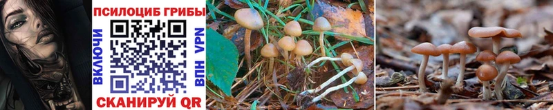 Купить  Колпашево  Галлюциногенные грибы Psilocybine cubensis 